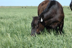 5 Trending Headlines: Feeder cattle from Mexico and Canada; PLUS: Rewarming cold-stressed calves