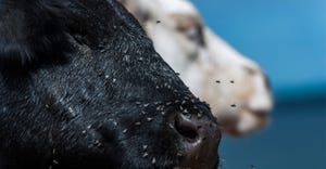 Closeup of flies on cattle