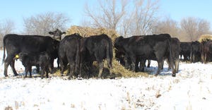 Cows grazing on bales of hay