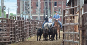 Horses are used in the pen area at the St. Joseph Stockyards in St. Joseph, Mo.