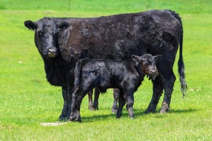 10.07 cow calf pair_3.jpg