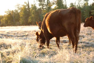 Replacement heifers