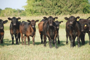 Branding and vaccination of fall born calves