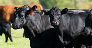 anti-microbial use in livestock
