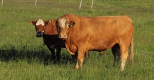 Trichomoniasis remains a challenge for the beef industry