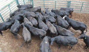 Heavy cow harvest: Is herd liquidation nigh?