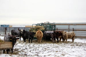 KSU Cattle Winter.jpg