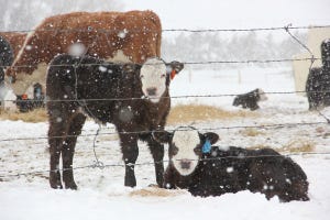Warming cold stressed calves