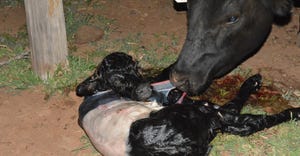 swfp-shelley-huguley-calving-belted.jpg