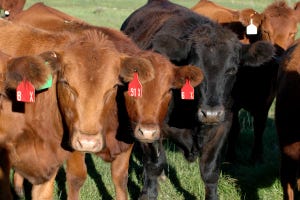 Breeding cattle