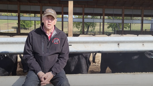 Whole cottonseed benefits in beef herds